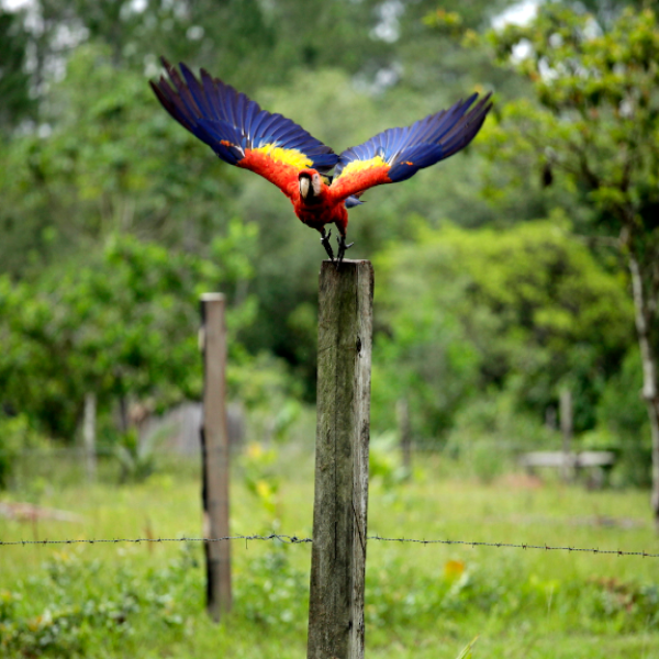 Convocatoria de Prensa: Destrucción de la Flora y Fauna en la Moskitia 