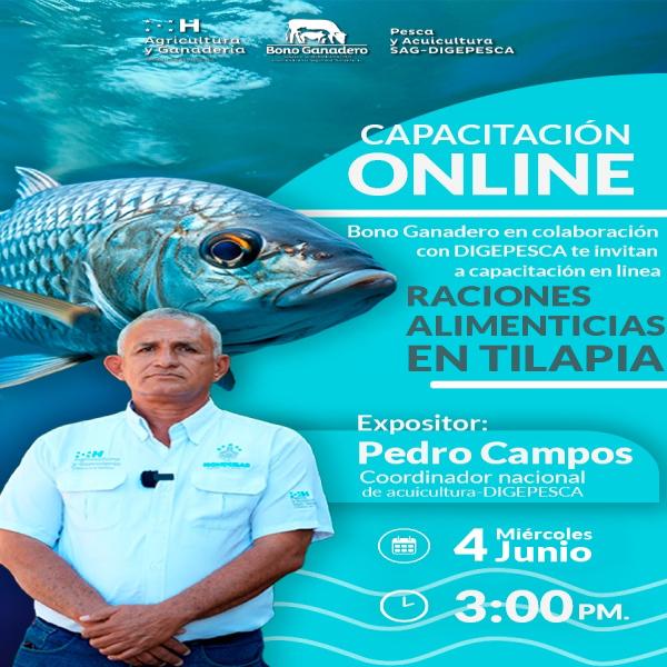 Capacitación On Line: Raciones alimentarias en Tilapia 